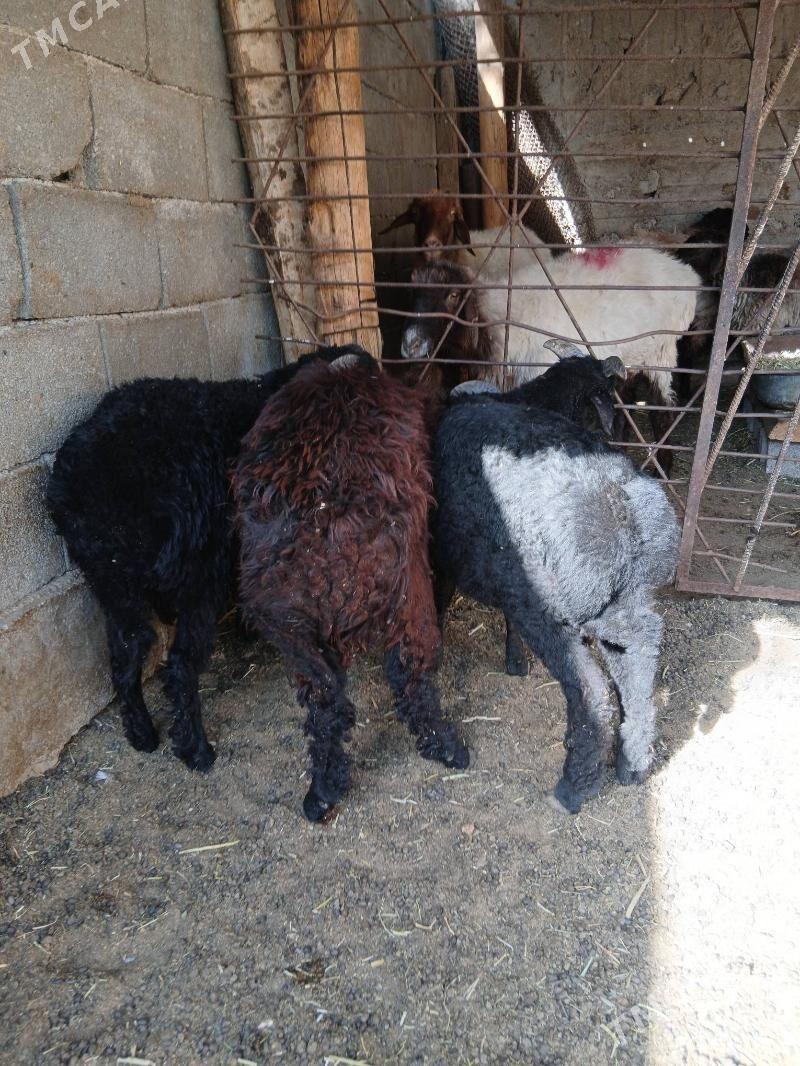 Goyun Garkol kurti - Гарадамак Шор - img 5