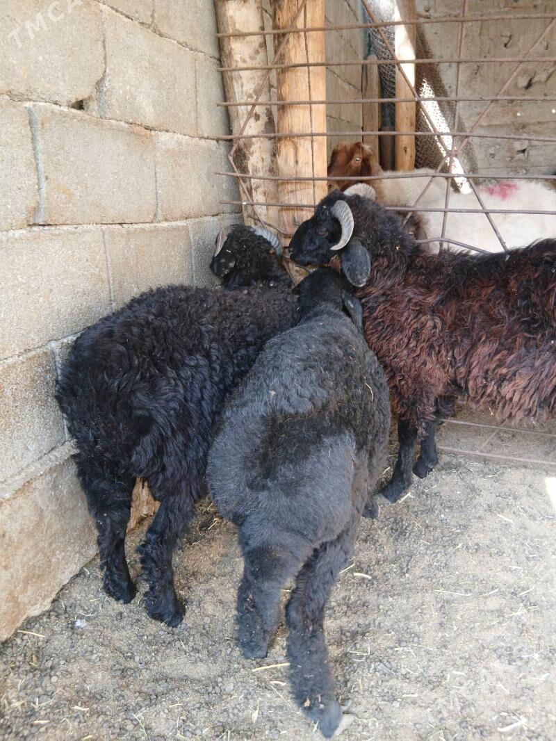 Goyun Garkol kurti - Гарадамак Шор - img 2