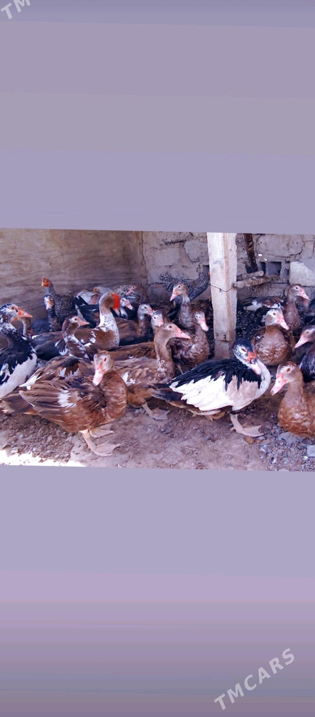 ордек.  индвтка - Бузмеин - img 4