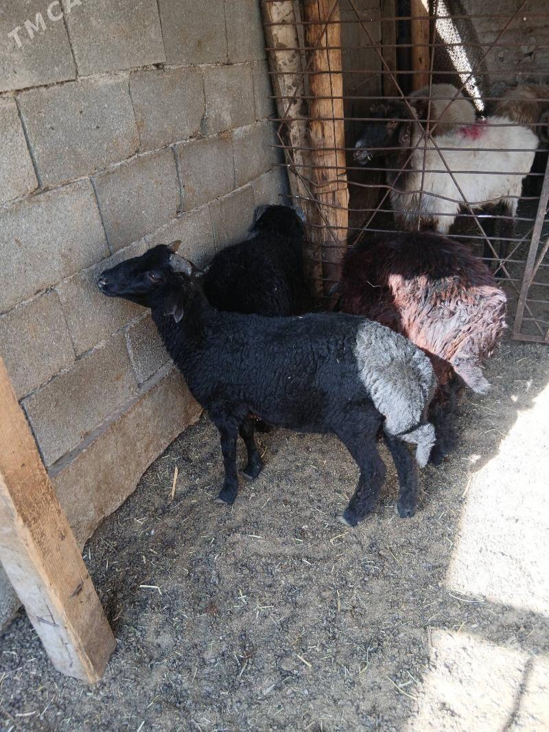 Goyun Garkol kurti - Гарадамак Шор - img 6