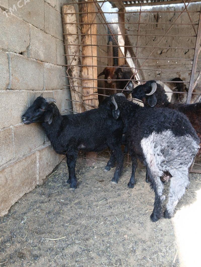 Goyun Garkol kurti - Гарадамак Шор - img 4