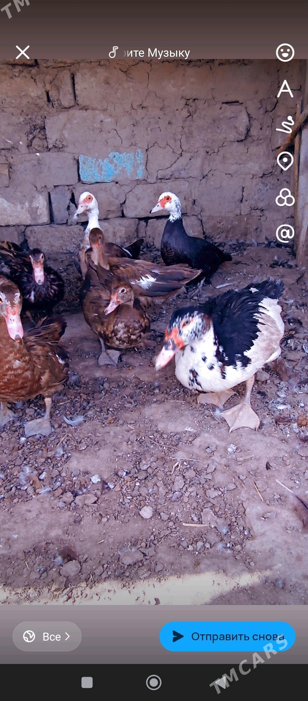 ордек.  индвтка - Бузмеин - img 5