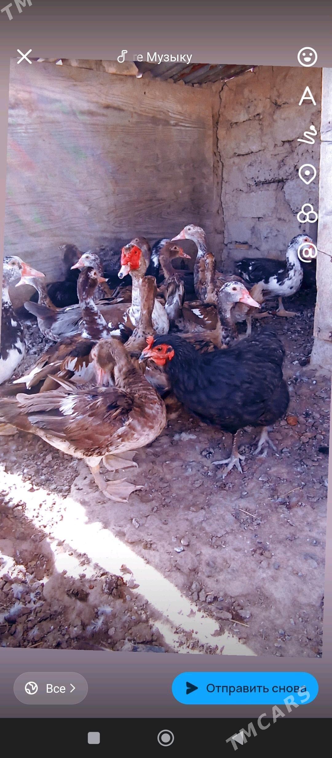 ордек.  индвтка - Бузмеин - img 3