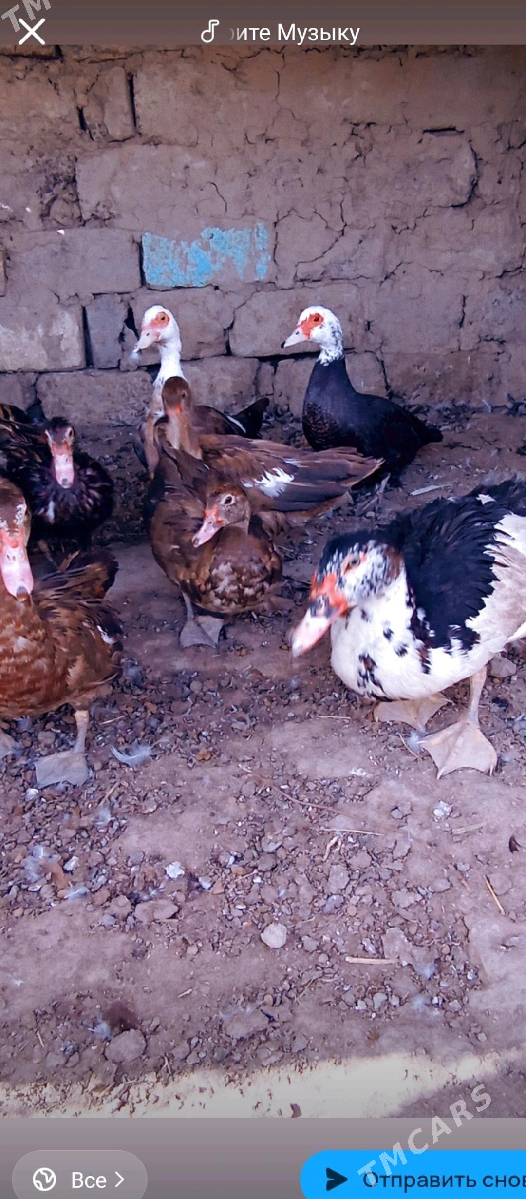 ордек.  индвтка - Бузмеин - img 2