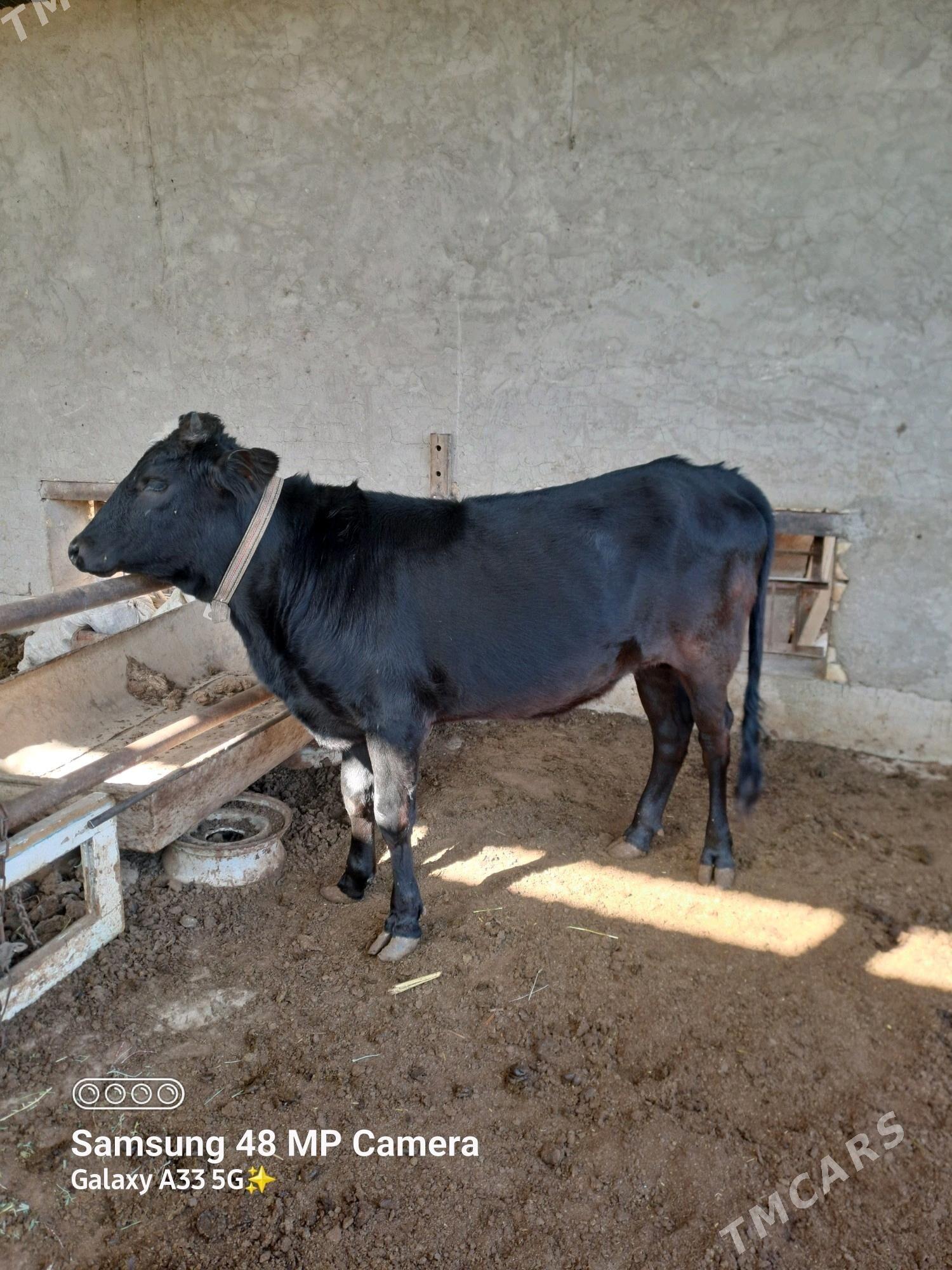 Bakylan Gulajyn - Mary - img 1