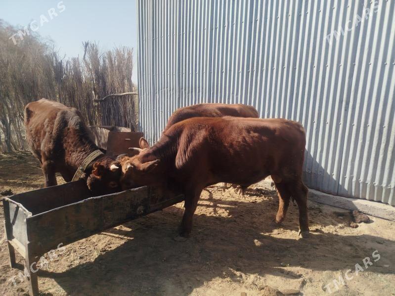 öküz - Sakarçäge - img 3