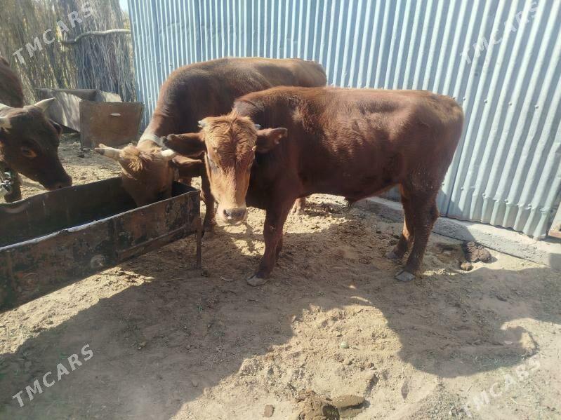 öküz - Sakarçäge - img 2