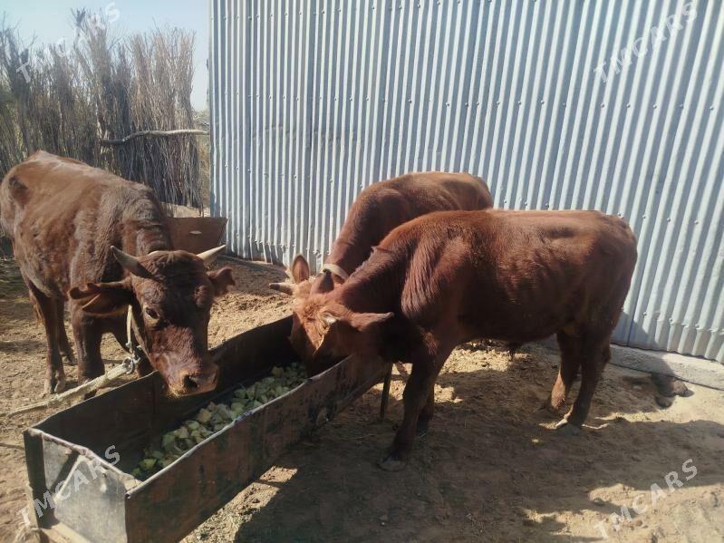 öküz - Sakarçäge - img 1