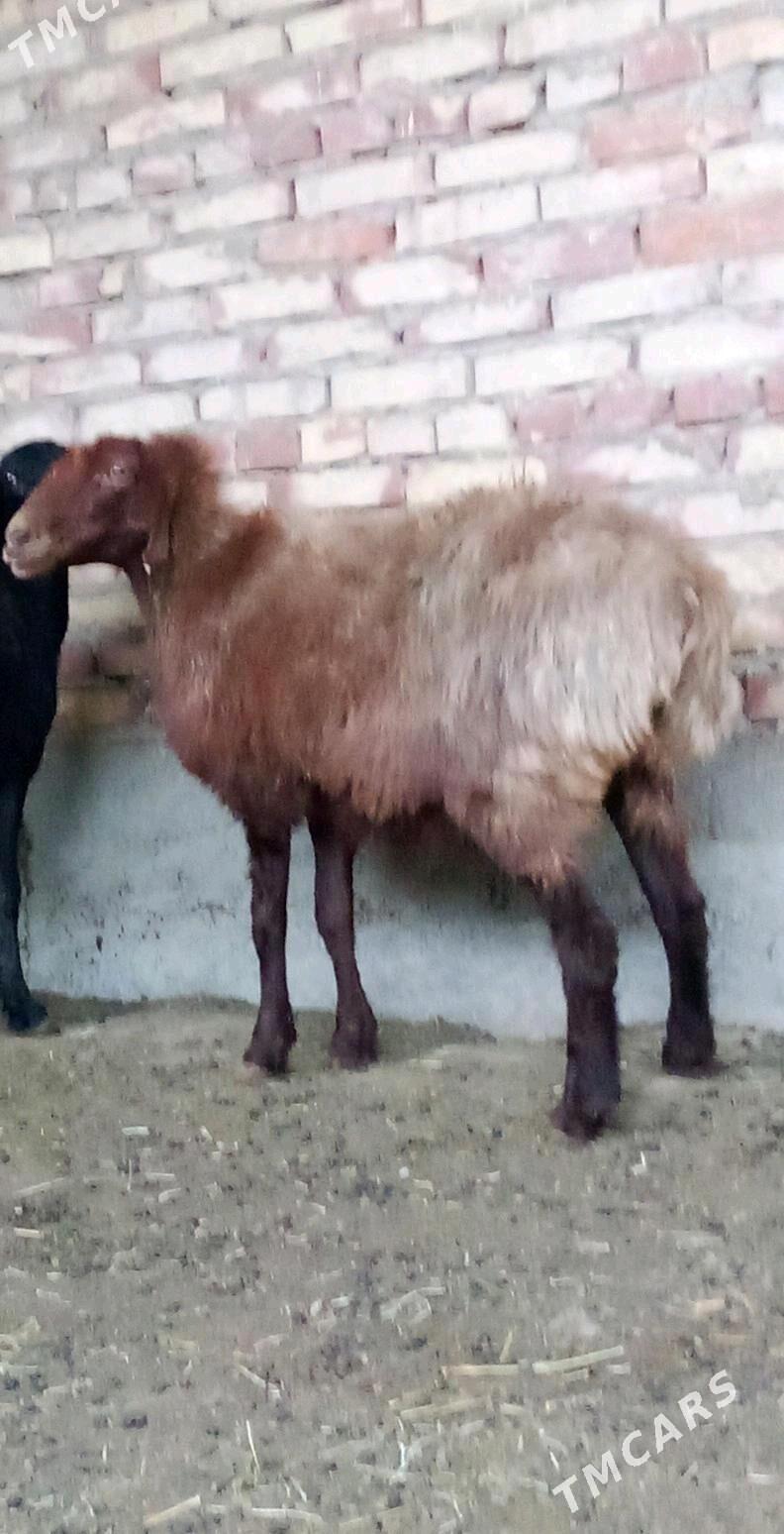 Goýunlar Gissar 2 sanak - Gökdepe - img 3