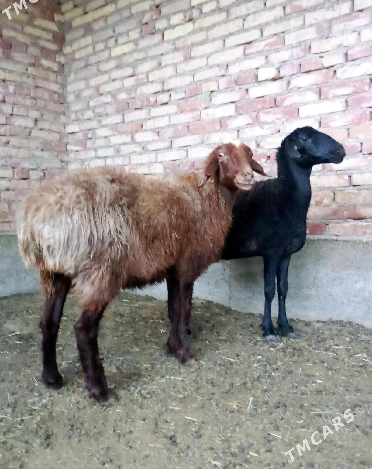 Goýunlar Gissar 2 sanak - Gökdepe - img 4