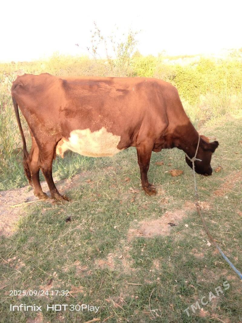 Baklyk sygyr - Türkmenabat - img 1