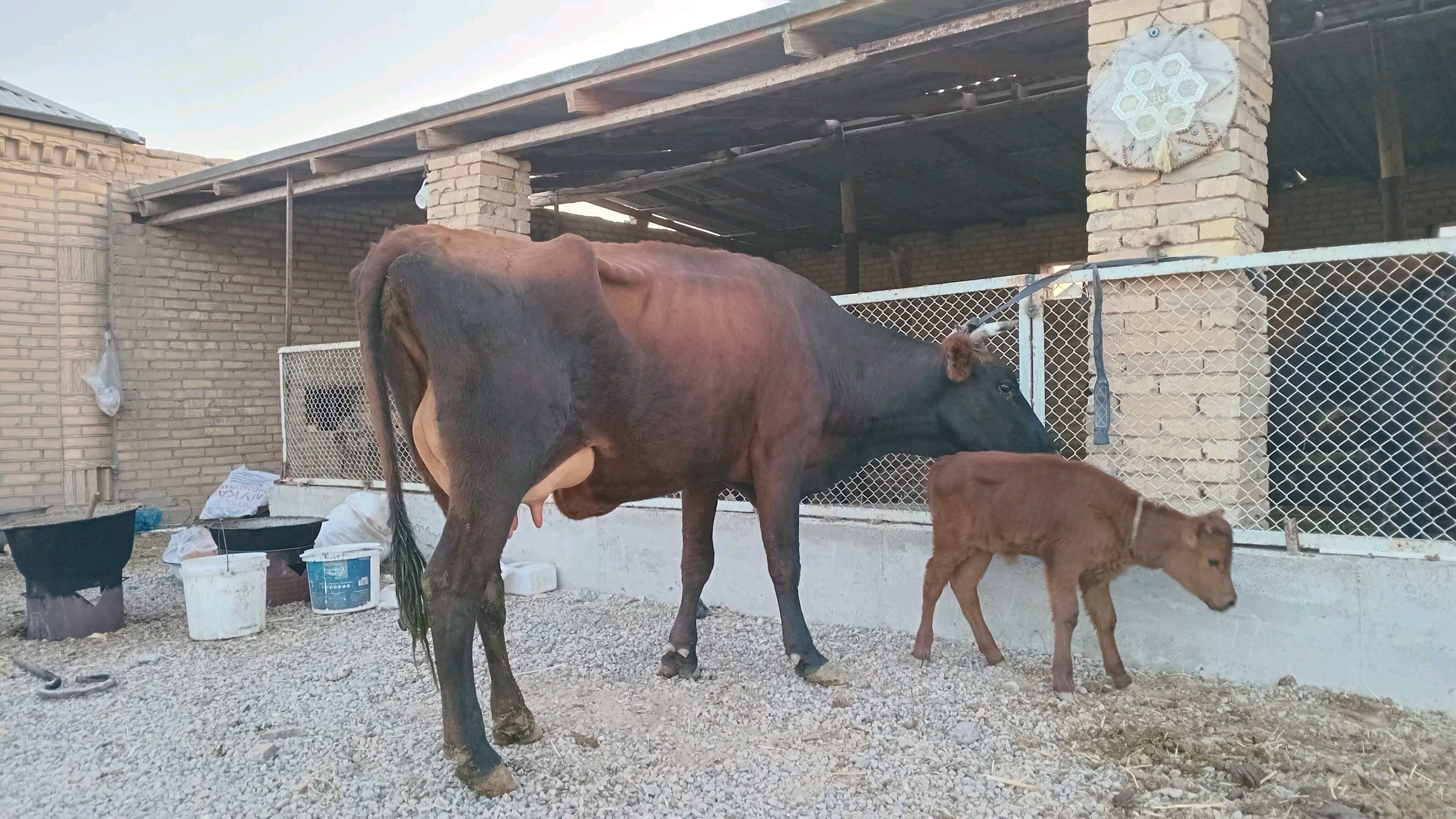 goleli sygyr - Мургап - img 7