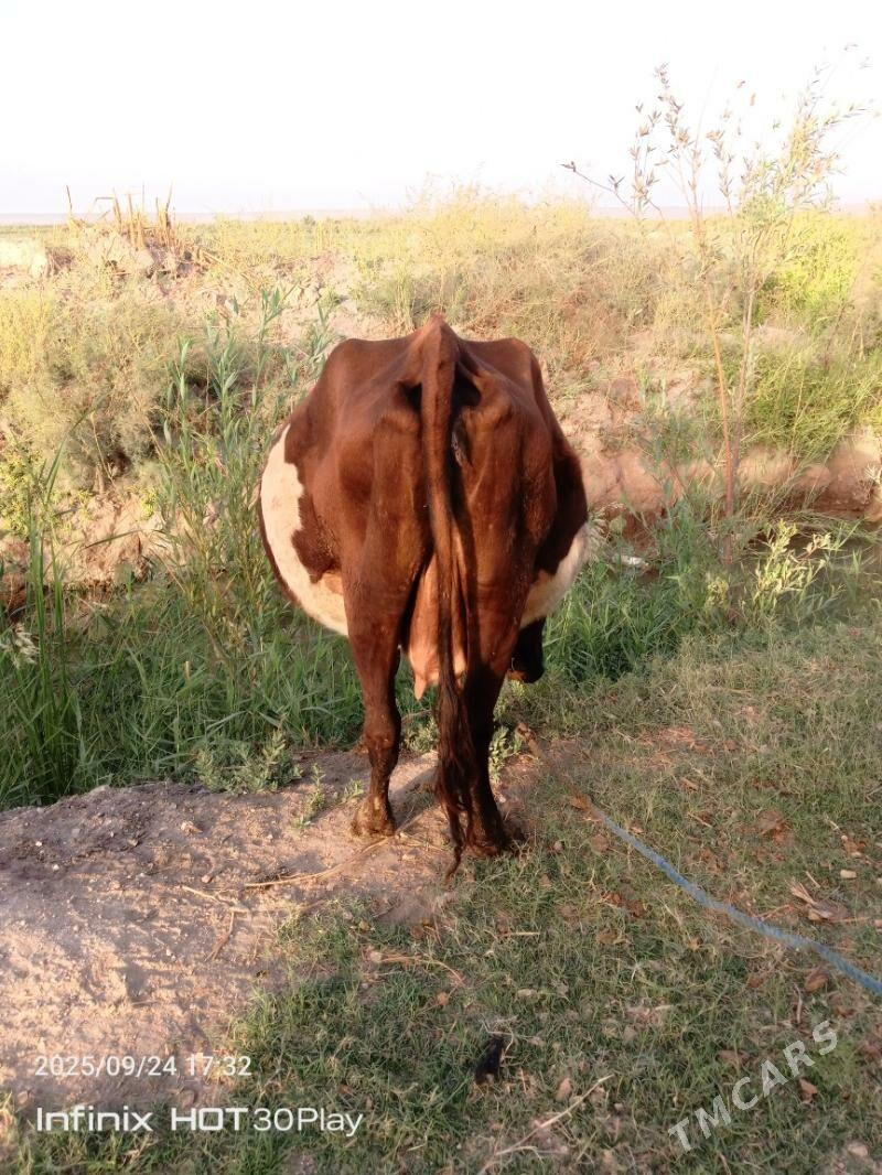 Baklyk sygyr - Türkmenabat - img 3