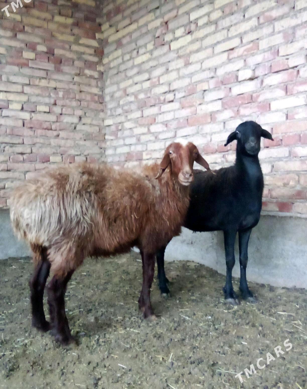 Goýunlar Gissar 2 sanak - Gökdepe - img 5