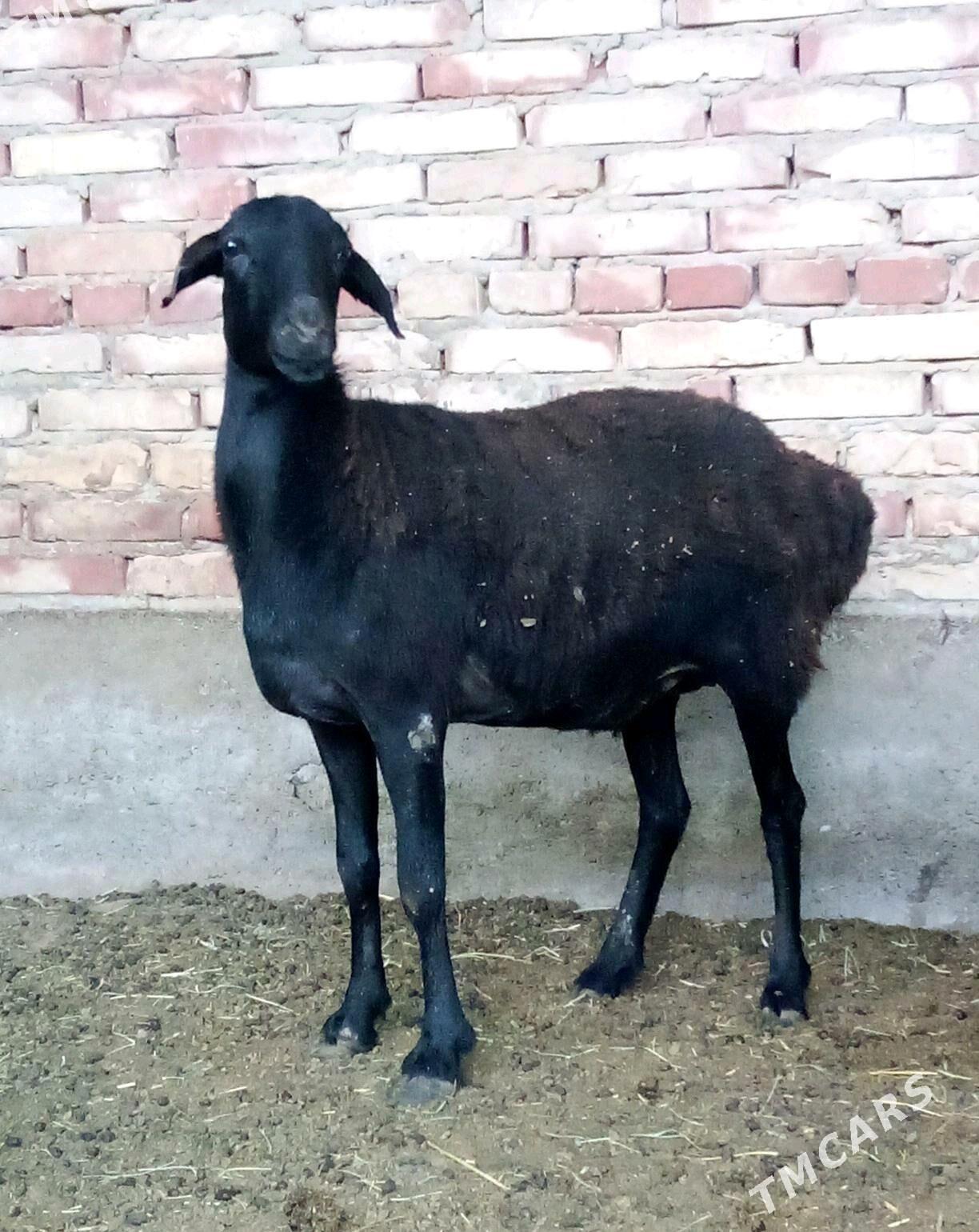 Goýunlar Gissar 2 sanak - Gökdepe - img 6