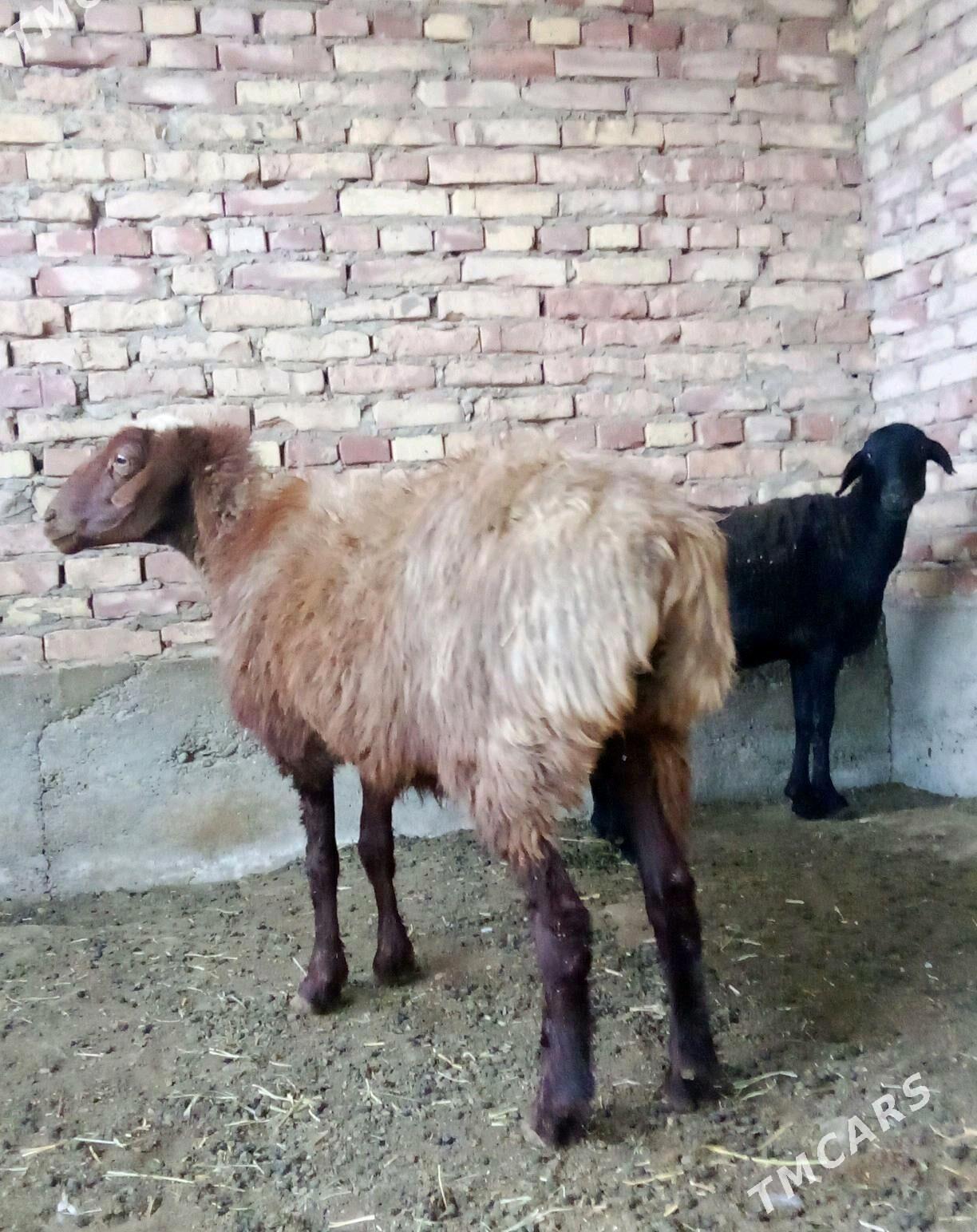 Goýunlar Gissar 2 sanak - Gökdepe - img 7