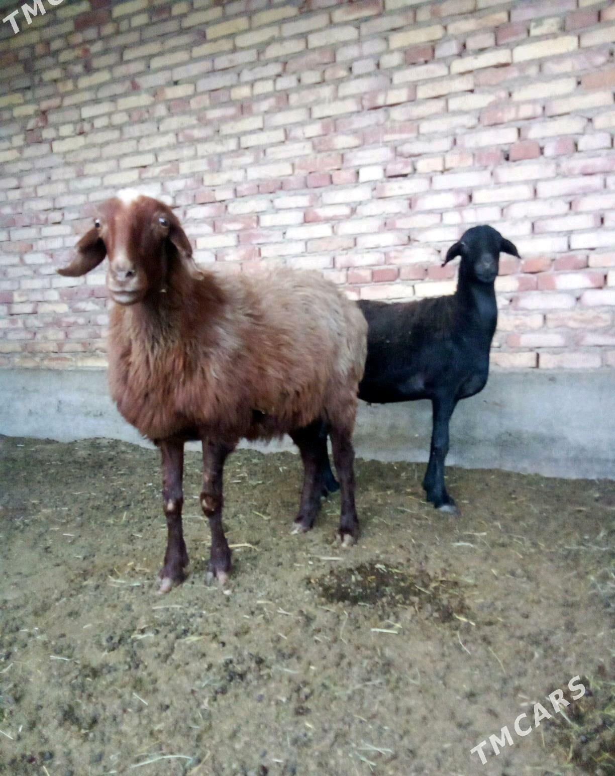 Goýunlar Gissar 2 sanak - Gökdepe - img 8