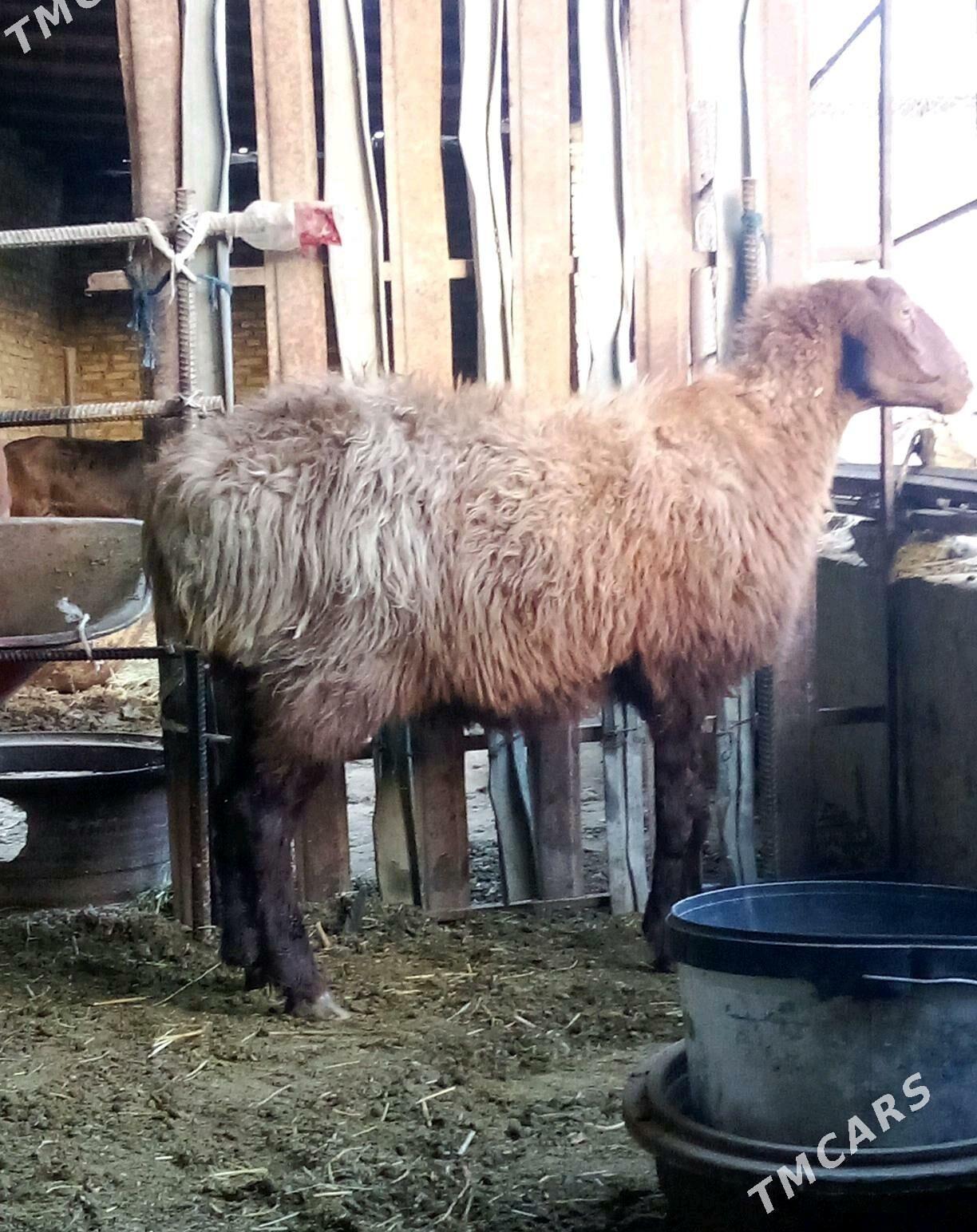 Goýunlar Gissar 2 sanak - Gökdepe - img 9