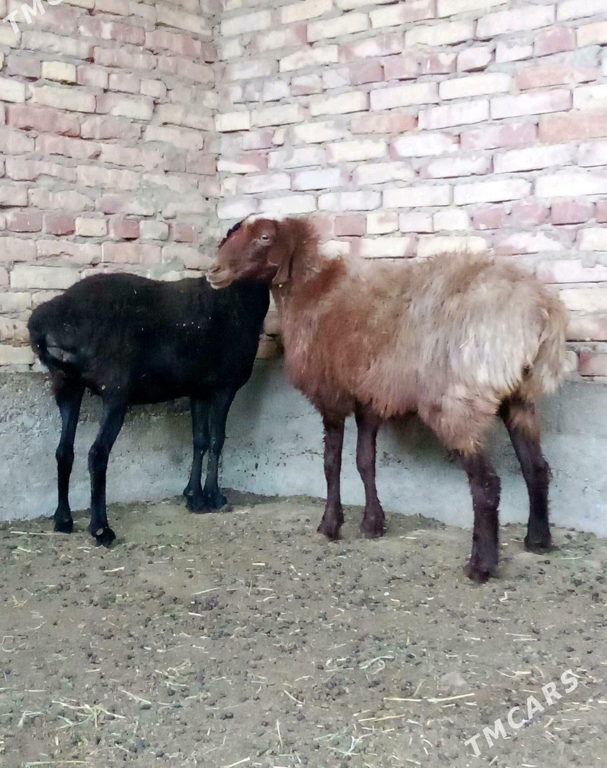 Goýunlar Gissar 2 sanak - Gökdepe - img 10