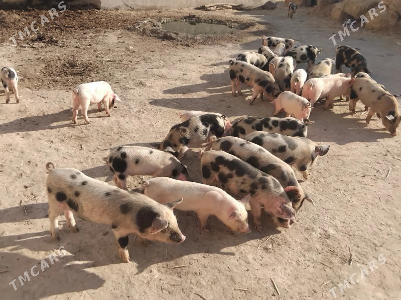 Donuz - Çärjew - img 5