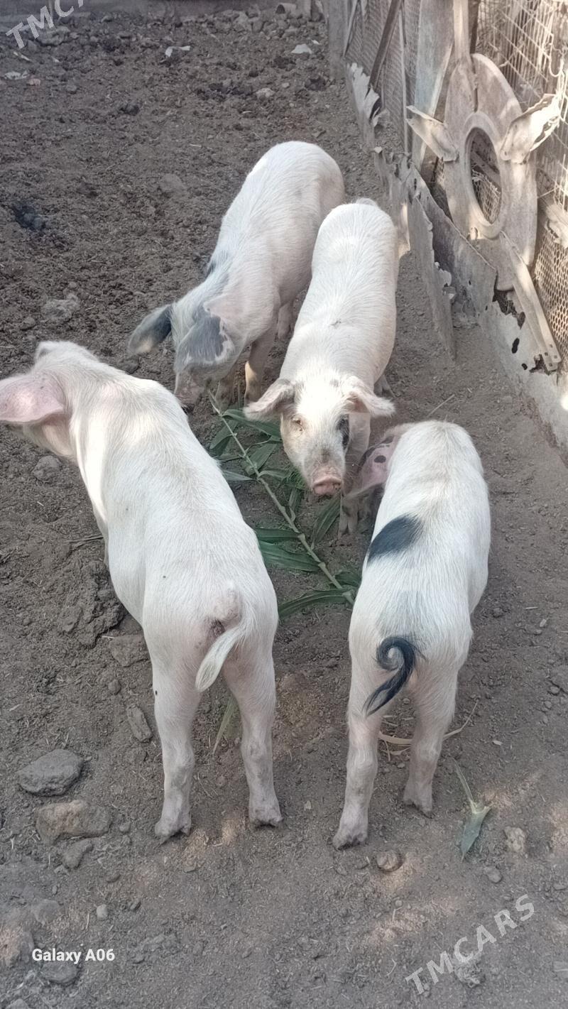 Donuz - Çärjew - img 1