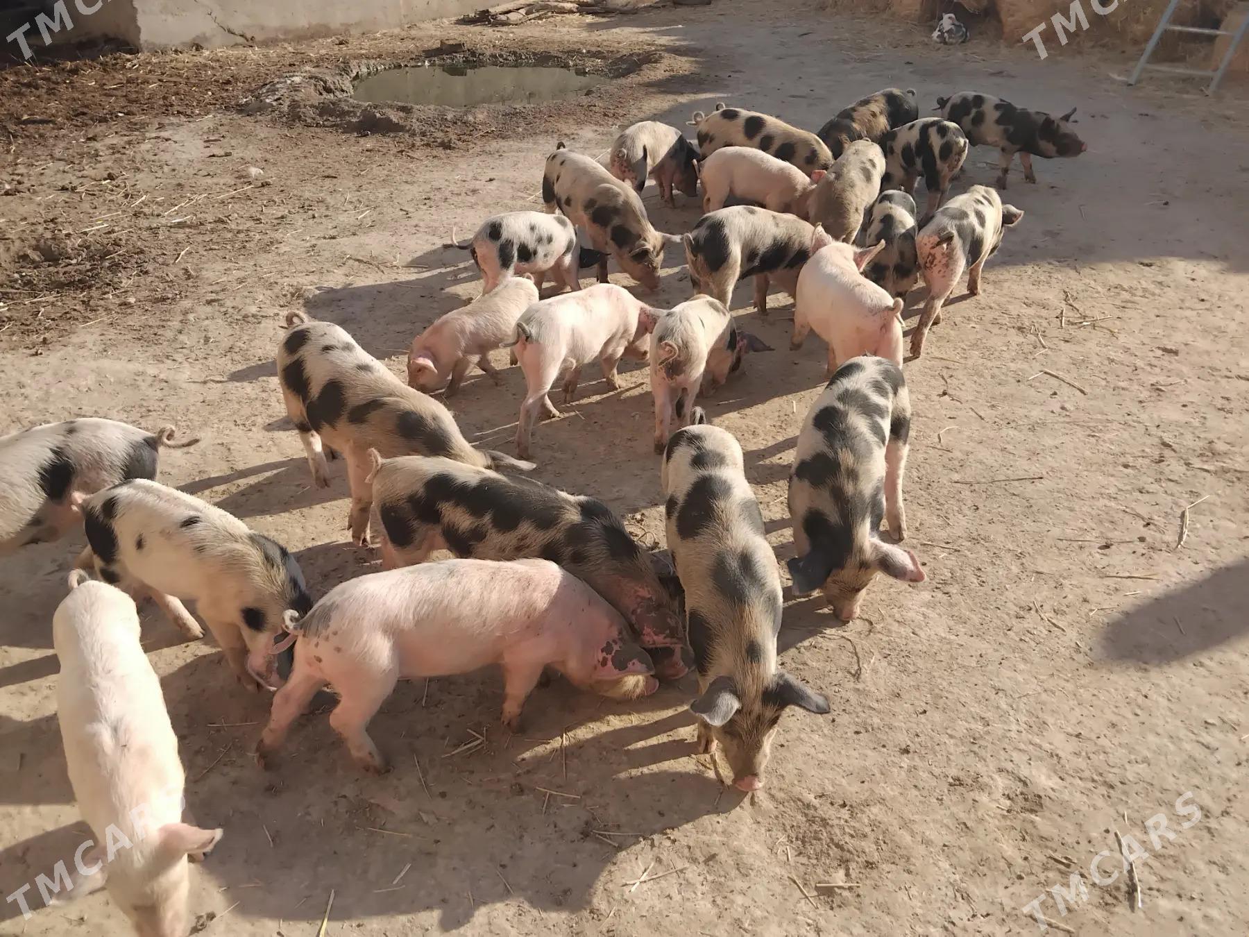 Donuz - Çärjew - img 6