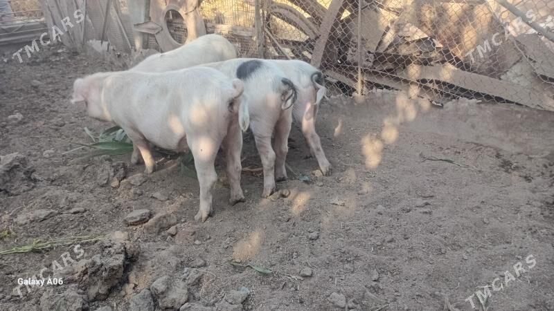 Donuz - Çärjew - img 4