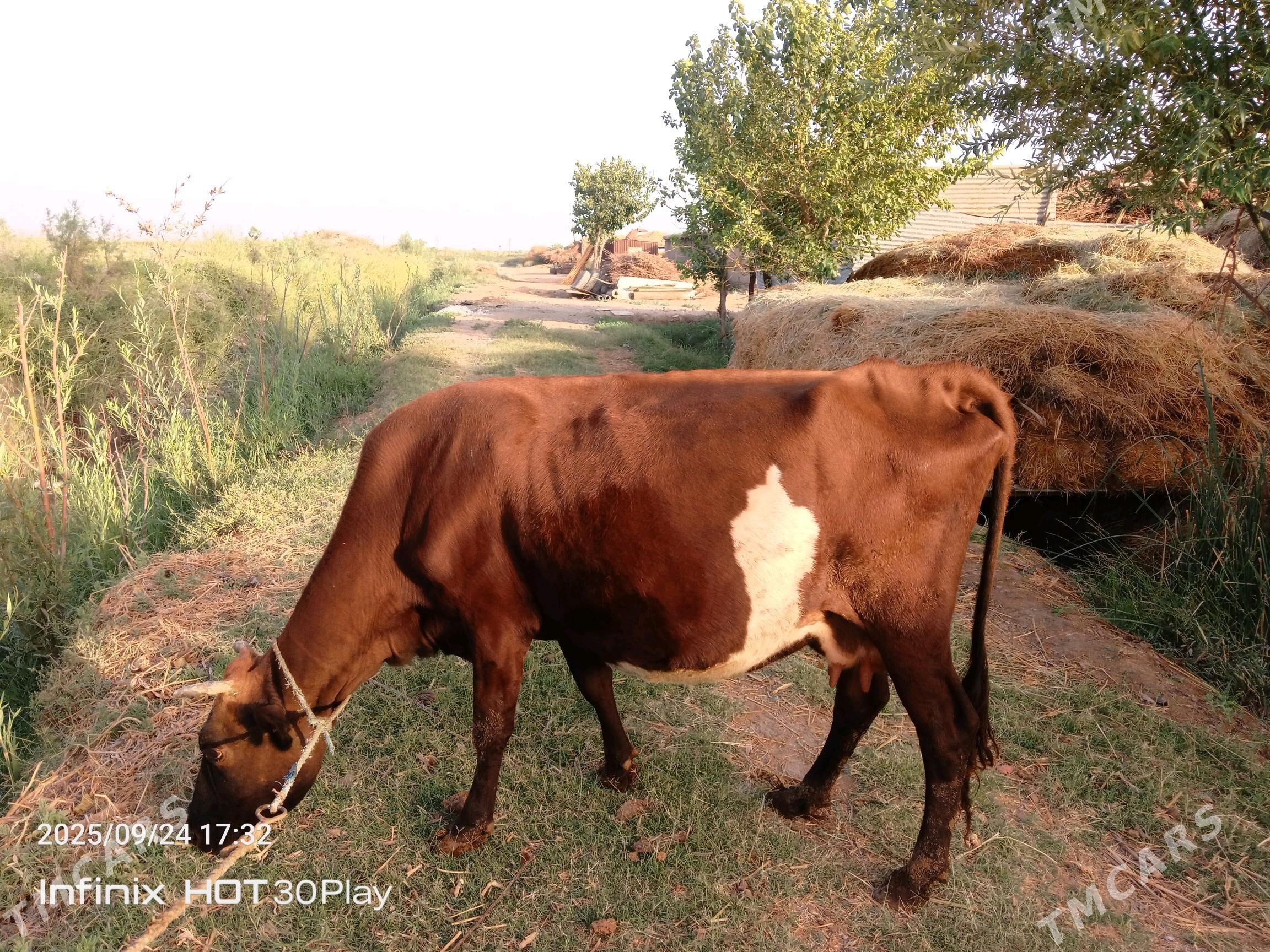 Baklyk sygyr - Türkmenabat - img 2