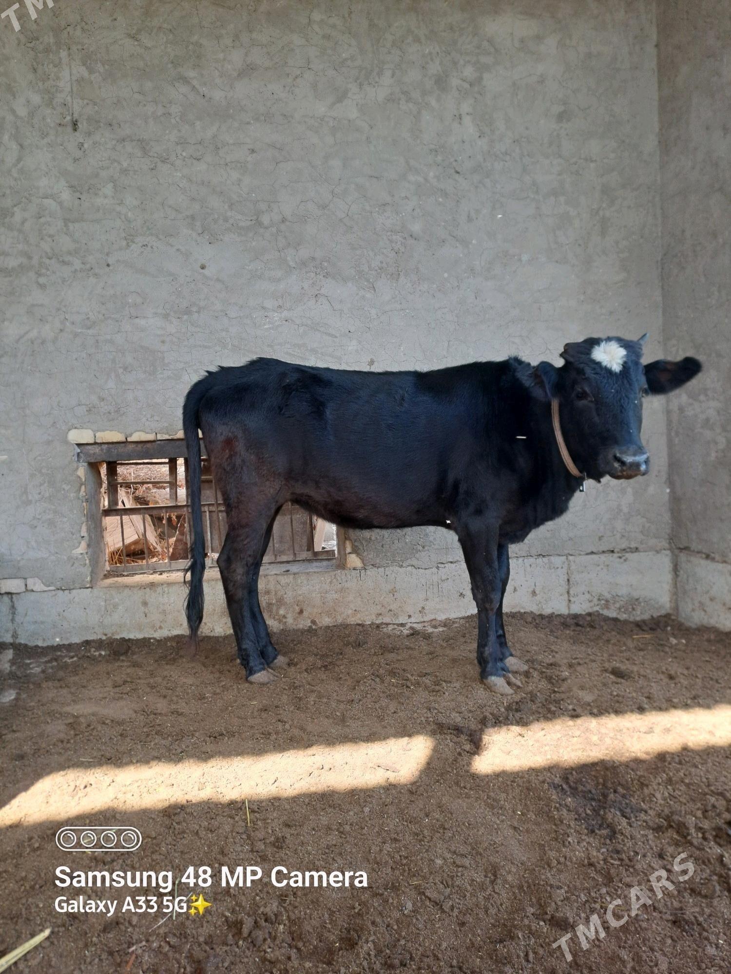 Bakylan Gulajyn - Mary - img 2