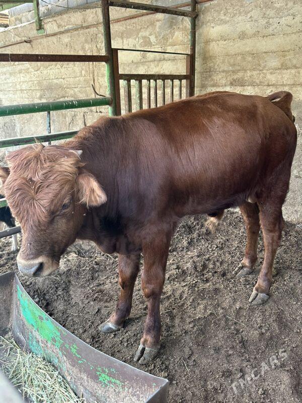 Öküz - Ашхабад - img 3