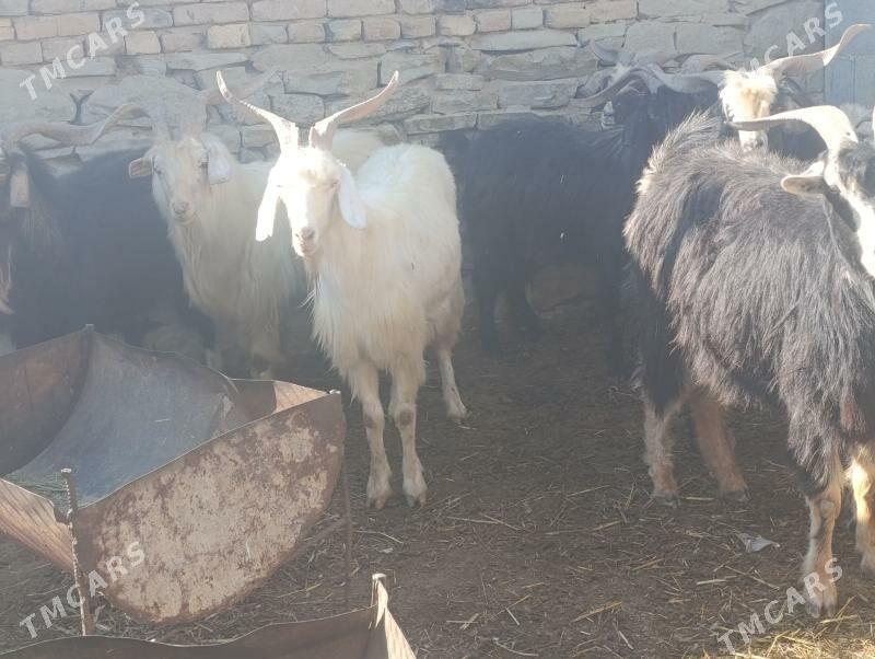 Geçiler - Махтумкули - img 4