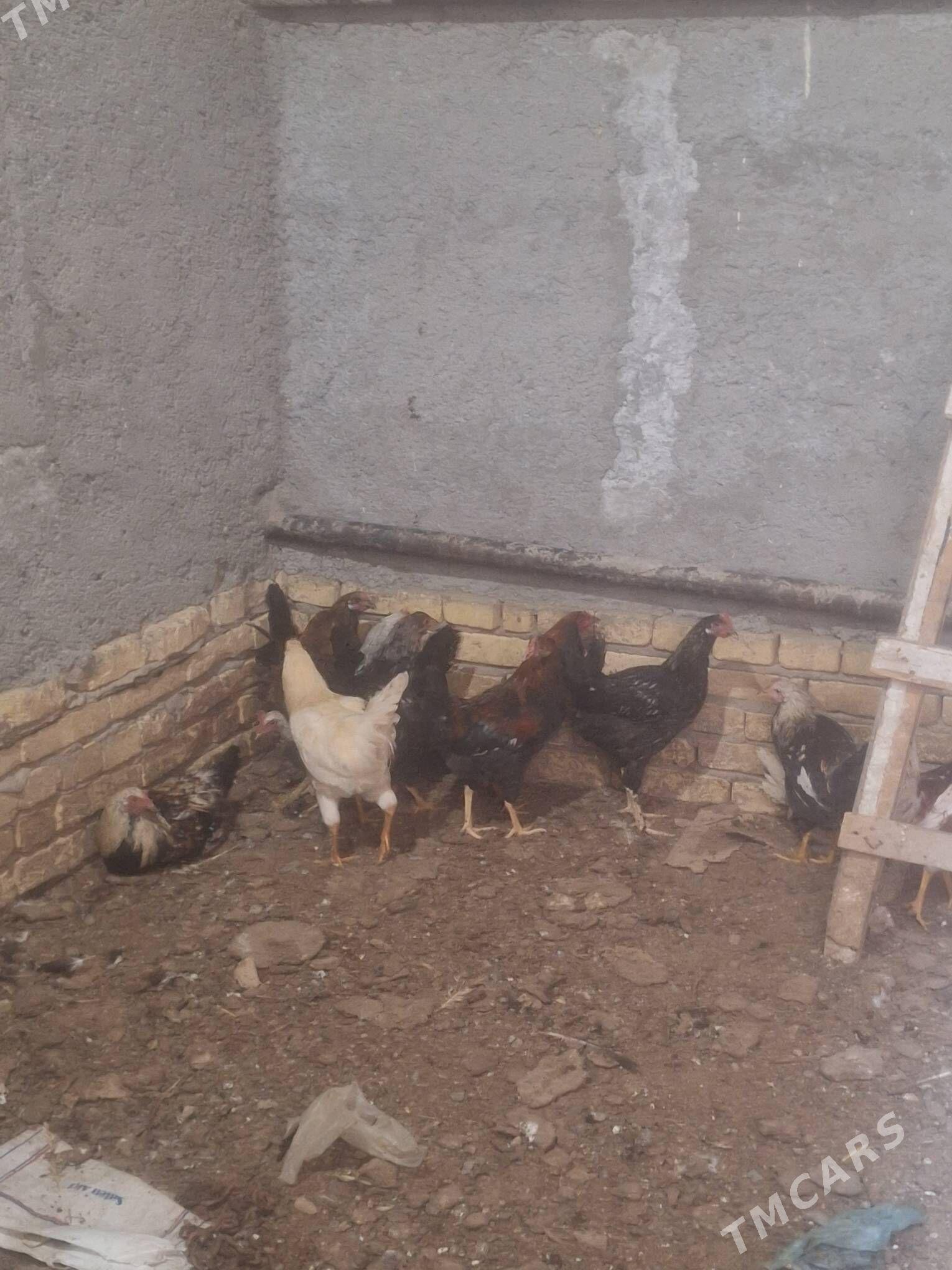 tovuk - Türkmenabat - img 2