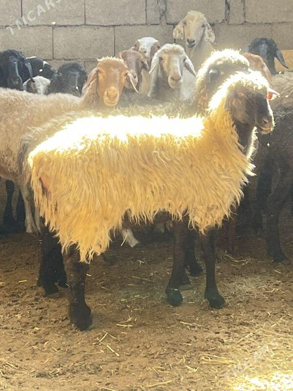 Goyun - Гарадамак - img 1