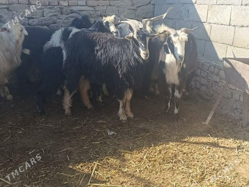 Geçiler - Махтумкули - img 2