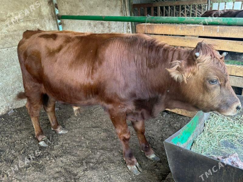 Öküz - Ашхабад - img 2