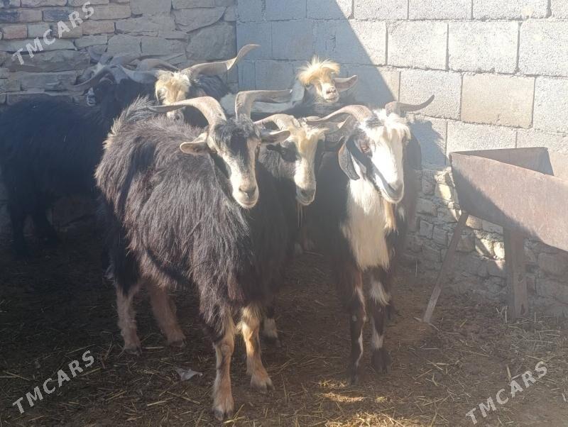 Geçiler - Махтумкули - img 3