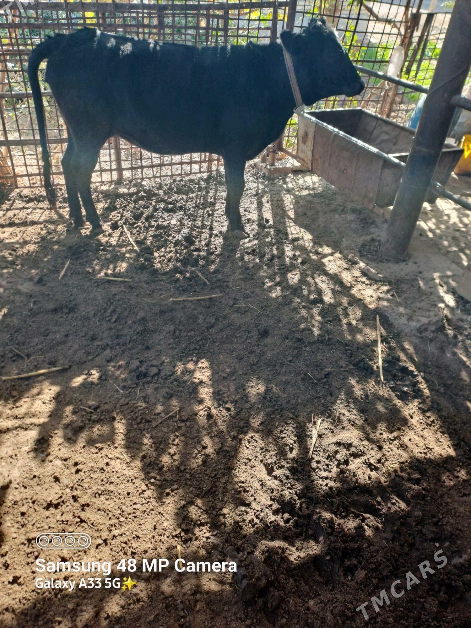 Bakylan Gulajyn - Mary - img 3