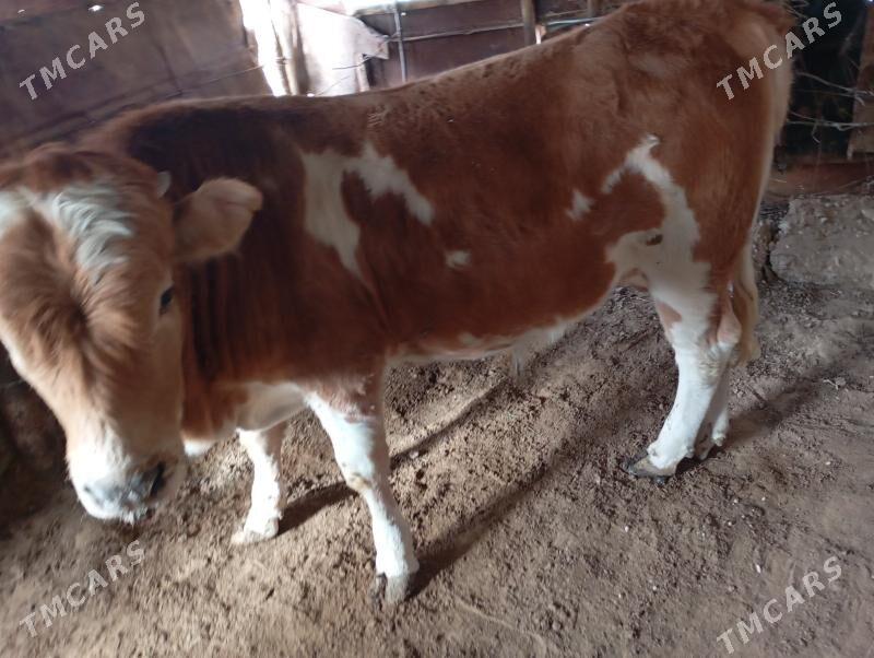 okuz - Эсенгулы - img 2