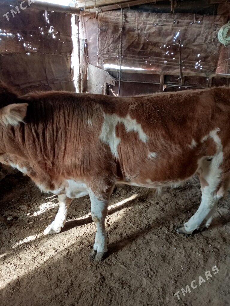 okuz - Эсенгулы - img 3