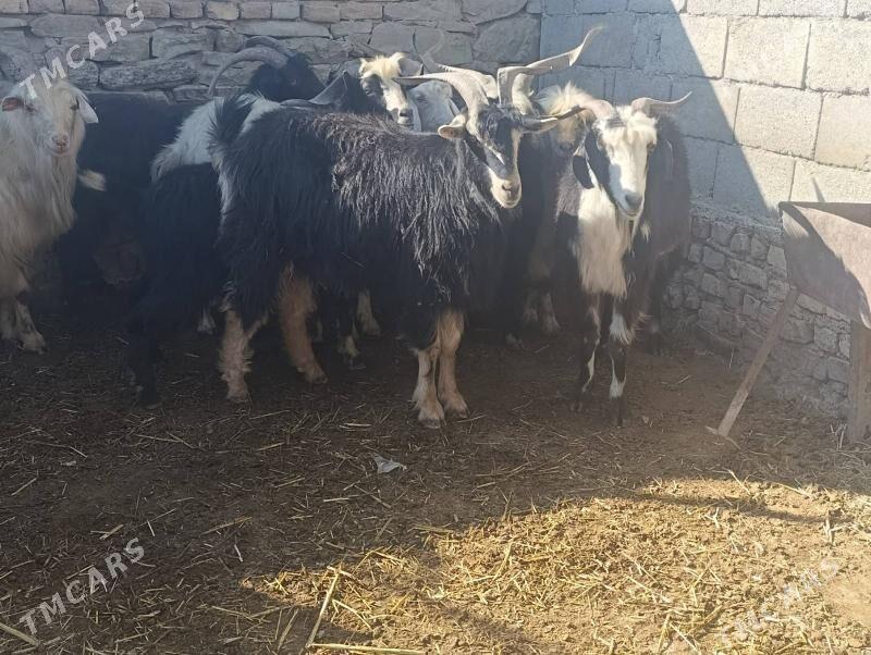 Geçiler - Махтумкули - img 5