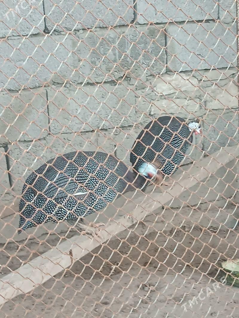 guslar - Балканабат - img 1