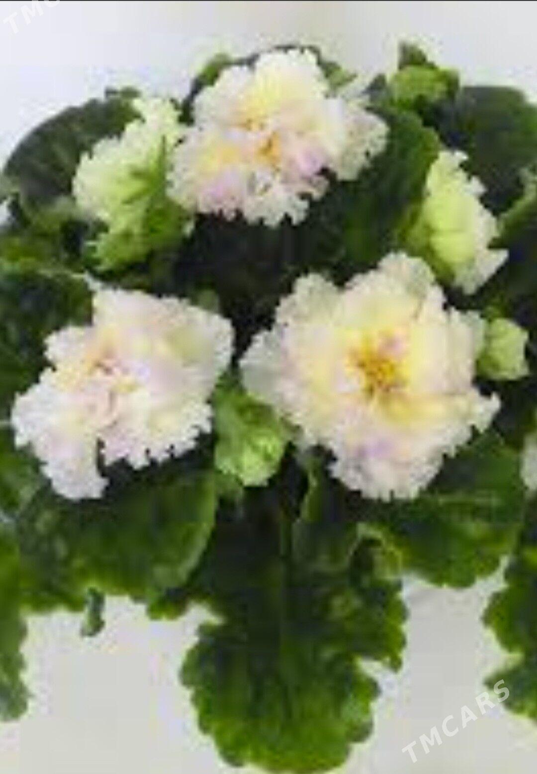 сортовая фиалка - 10 mkr - img 3