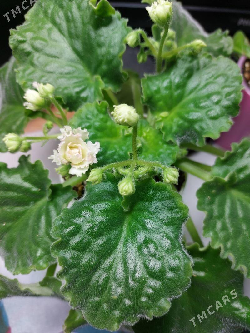 сортовая фиалка - 10 mkr - img 2