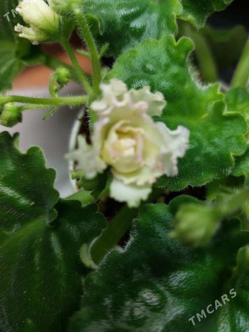 сортовая фиалка - 10 mkr - img 1