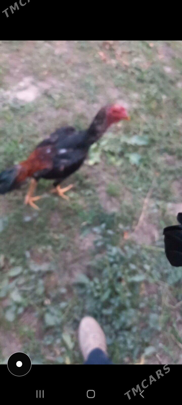 Bayes juja - Сакар - img 2