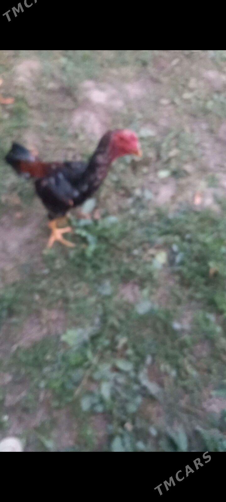 Bayes juja - Сакар - img 3