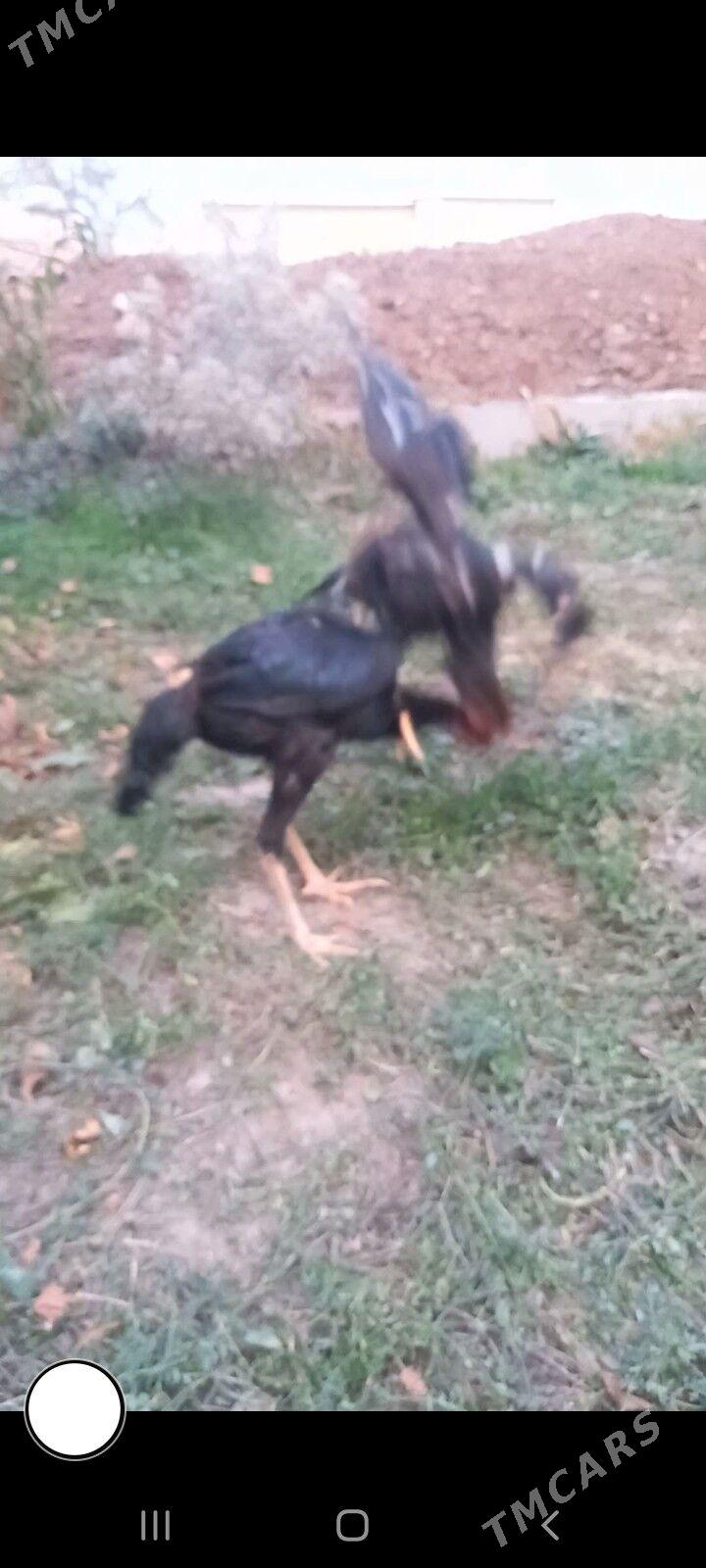 Bayes juja - Сакар - img 1