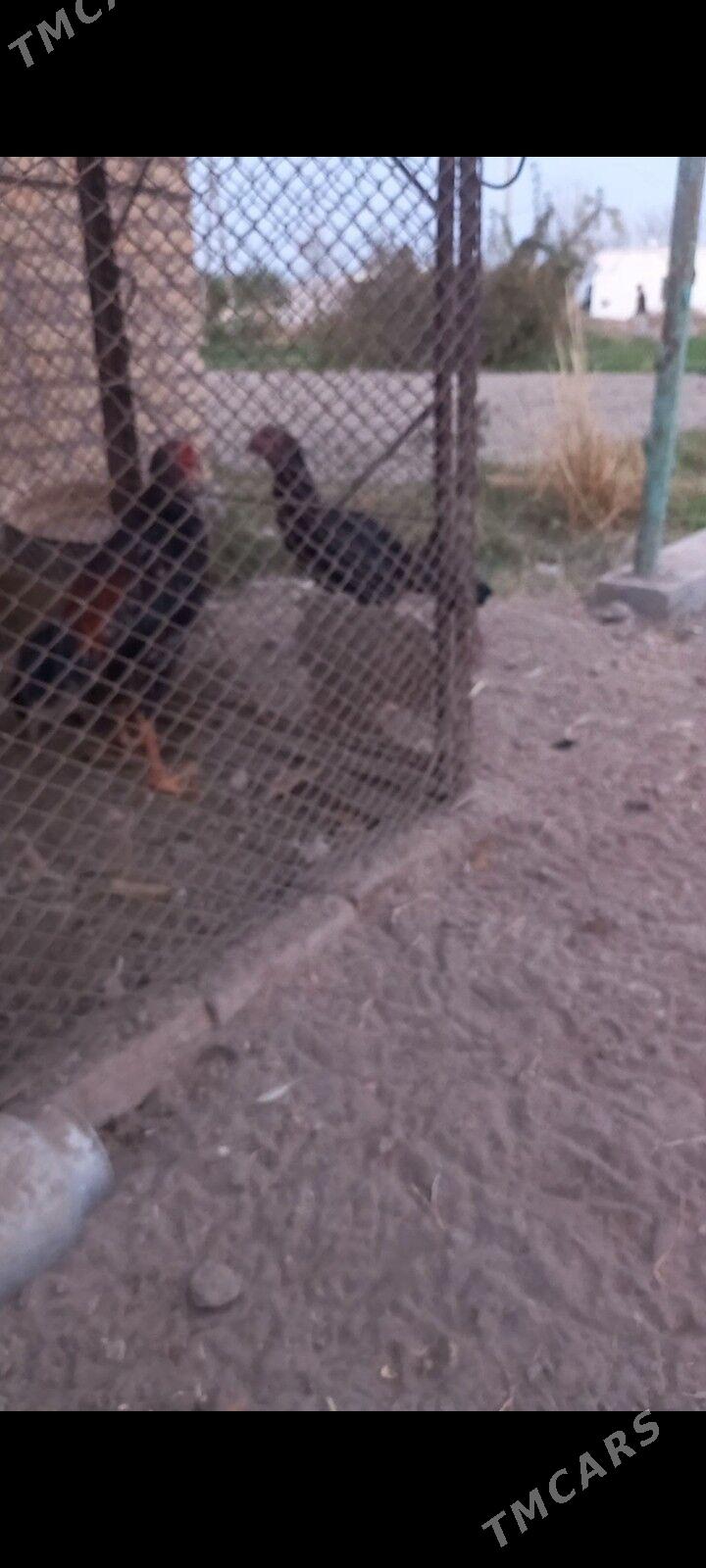 Bayes juja - Сакар - img 5