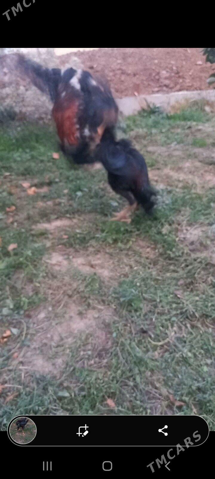 Bayes juja - Сакар - img 4