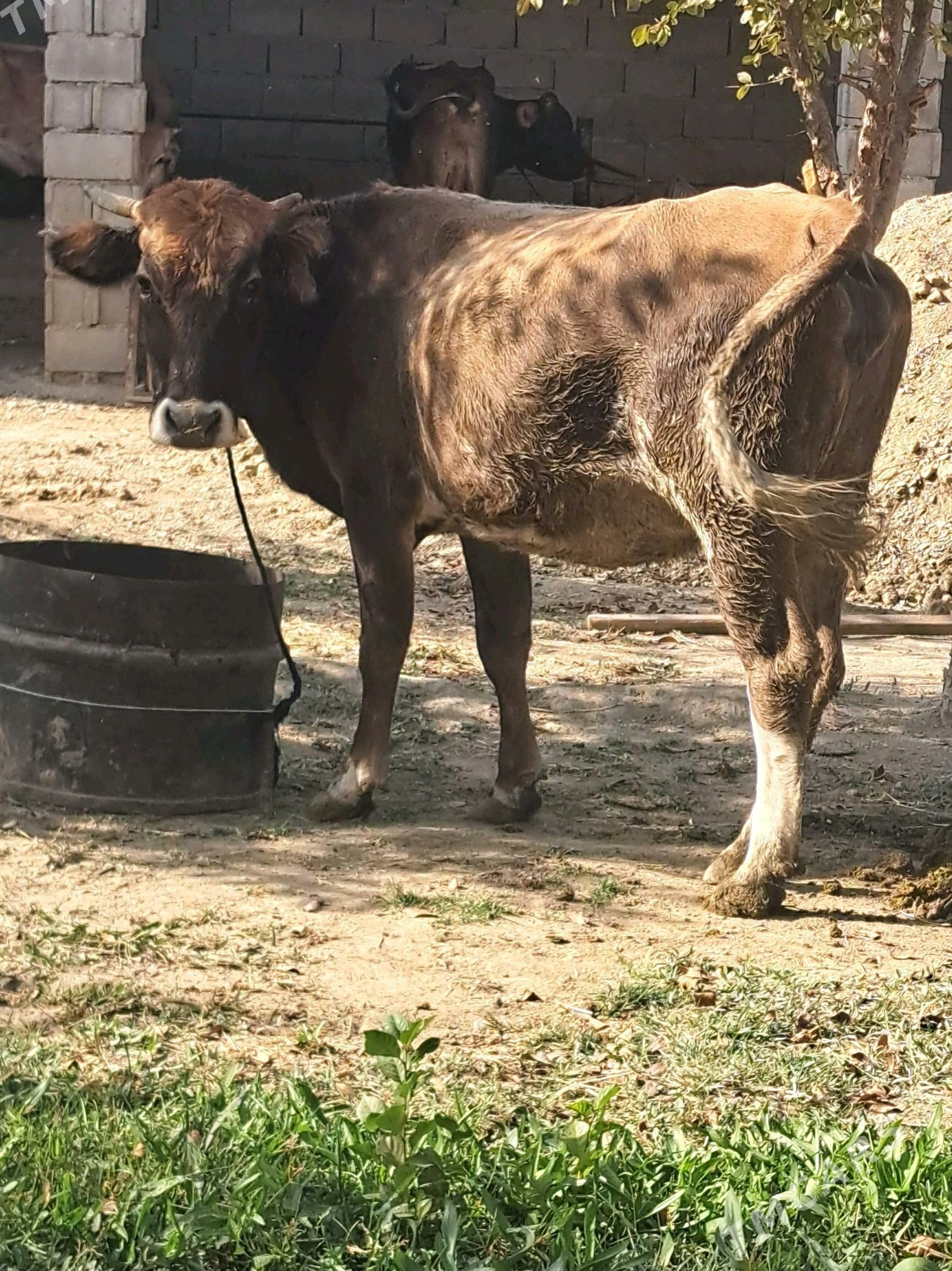 Agyr bogaz sygyr - Бахарден - img 1